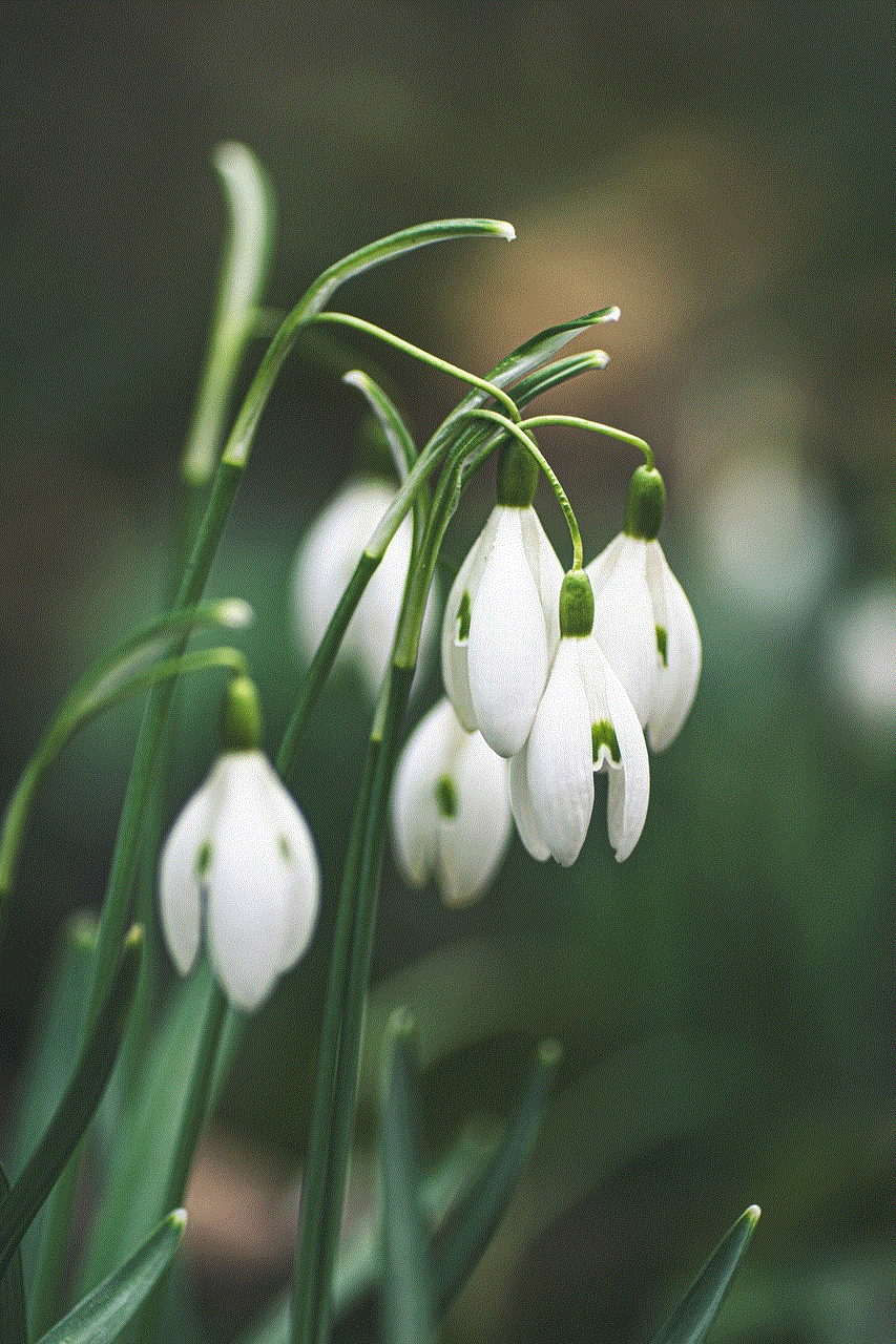 Snowdrop Flowers