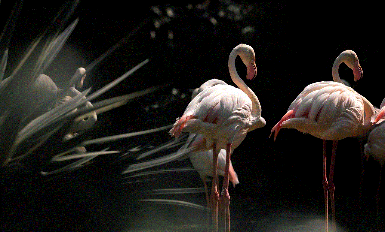 Flamingos Birds