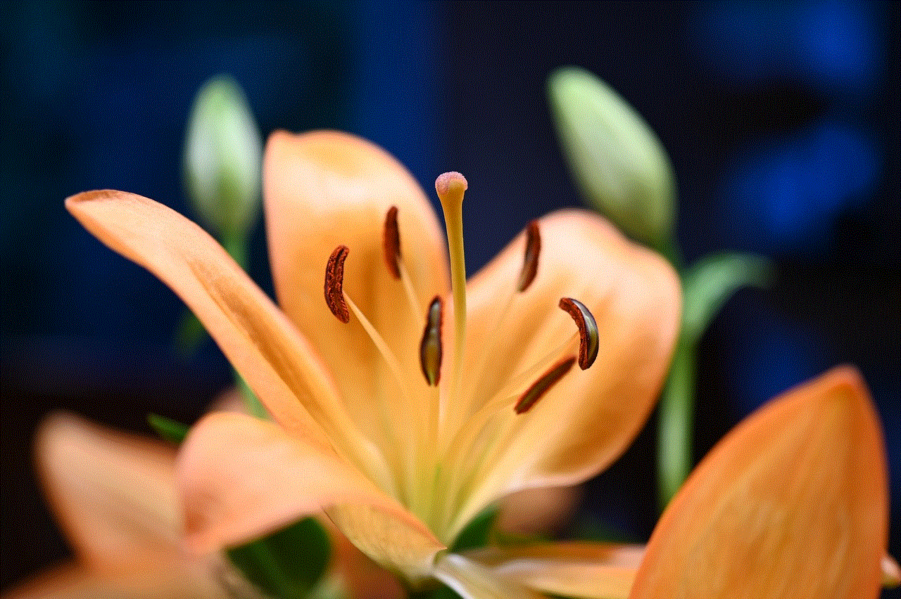 Lily Flower