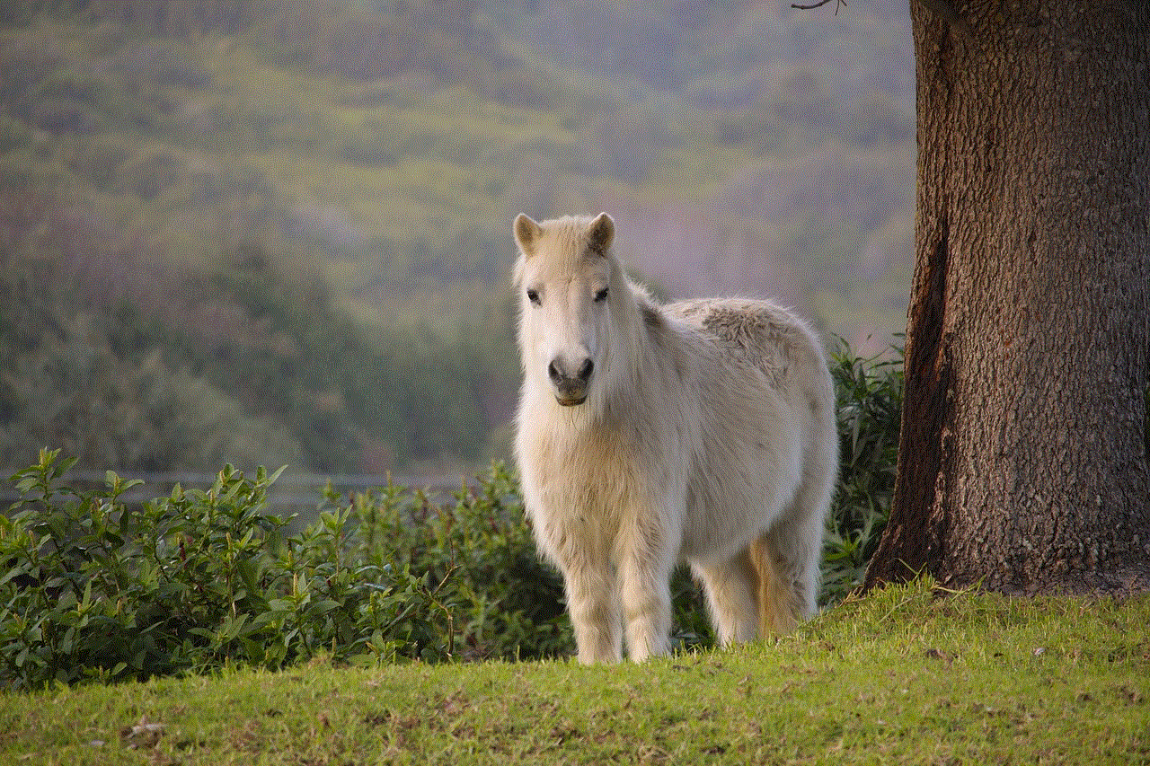 Pony Horse