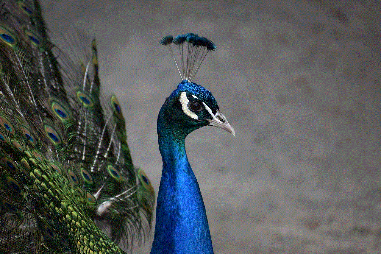 Peafowl Peacock