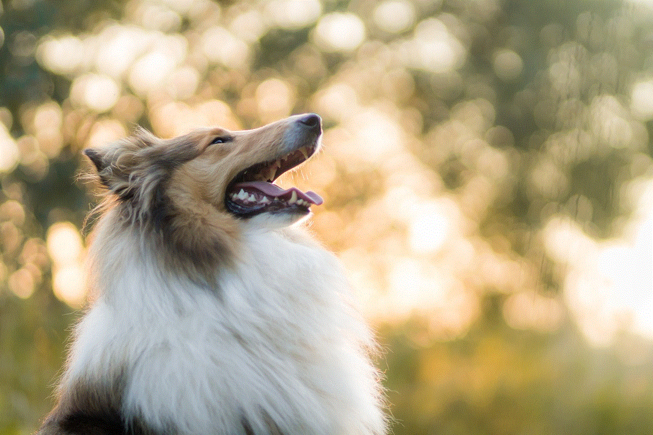 Rough Collie Dog