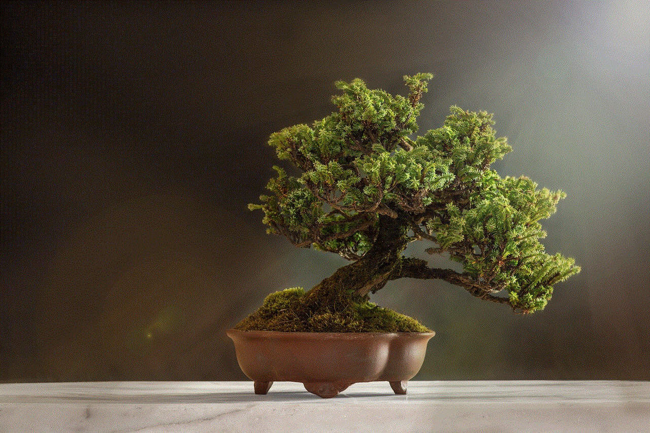 Bonsai Plant