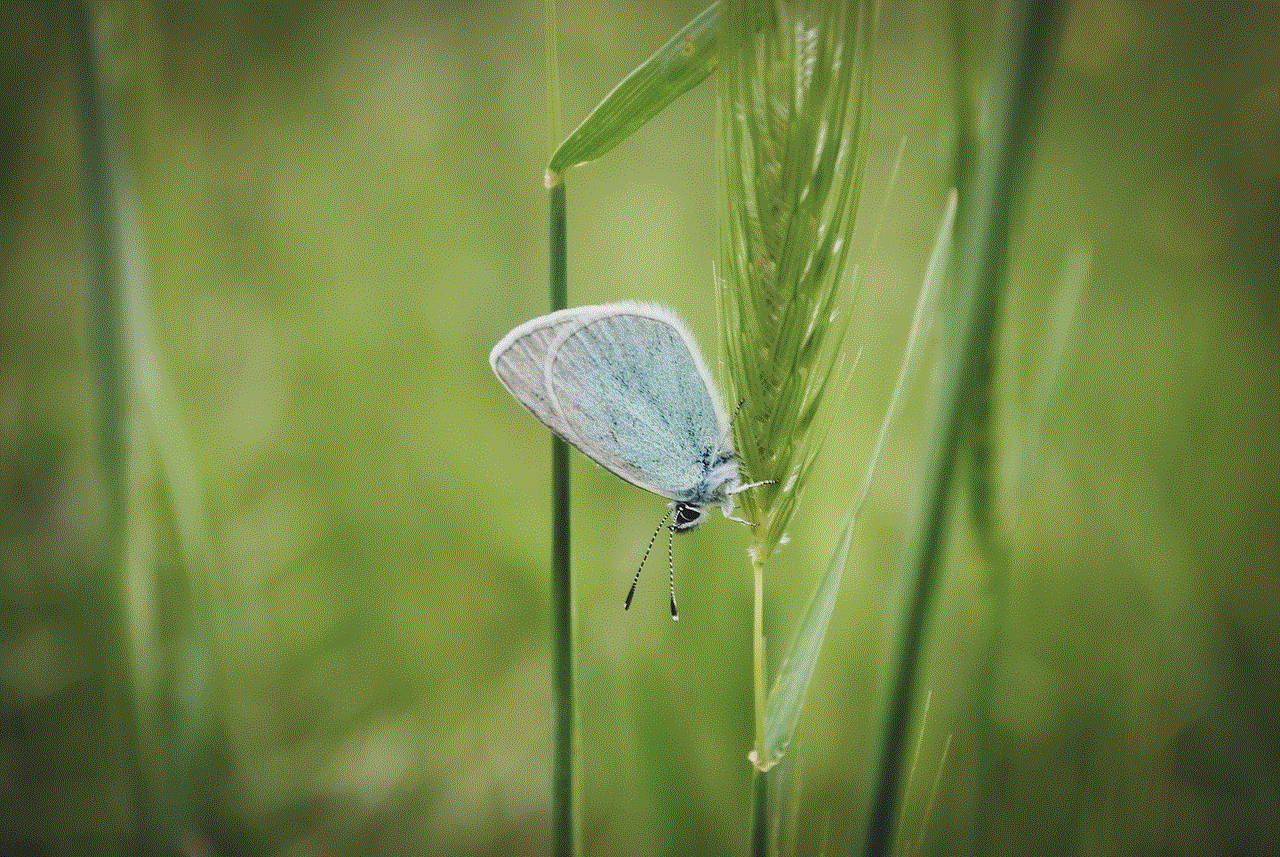 Common Blue Butterfly Insect
