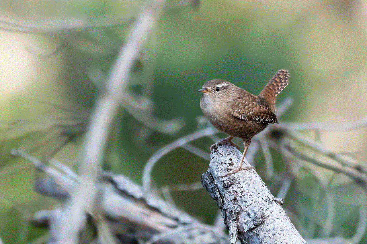 Wren Bird