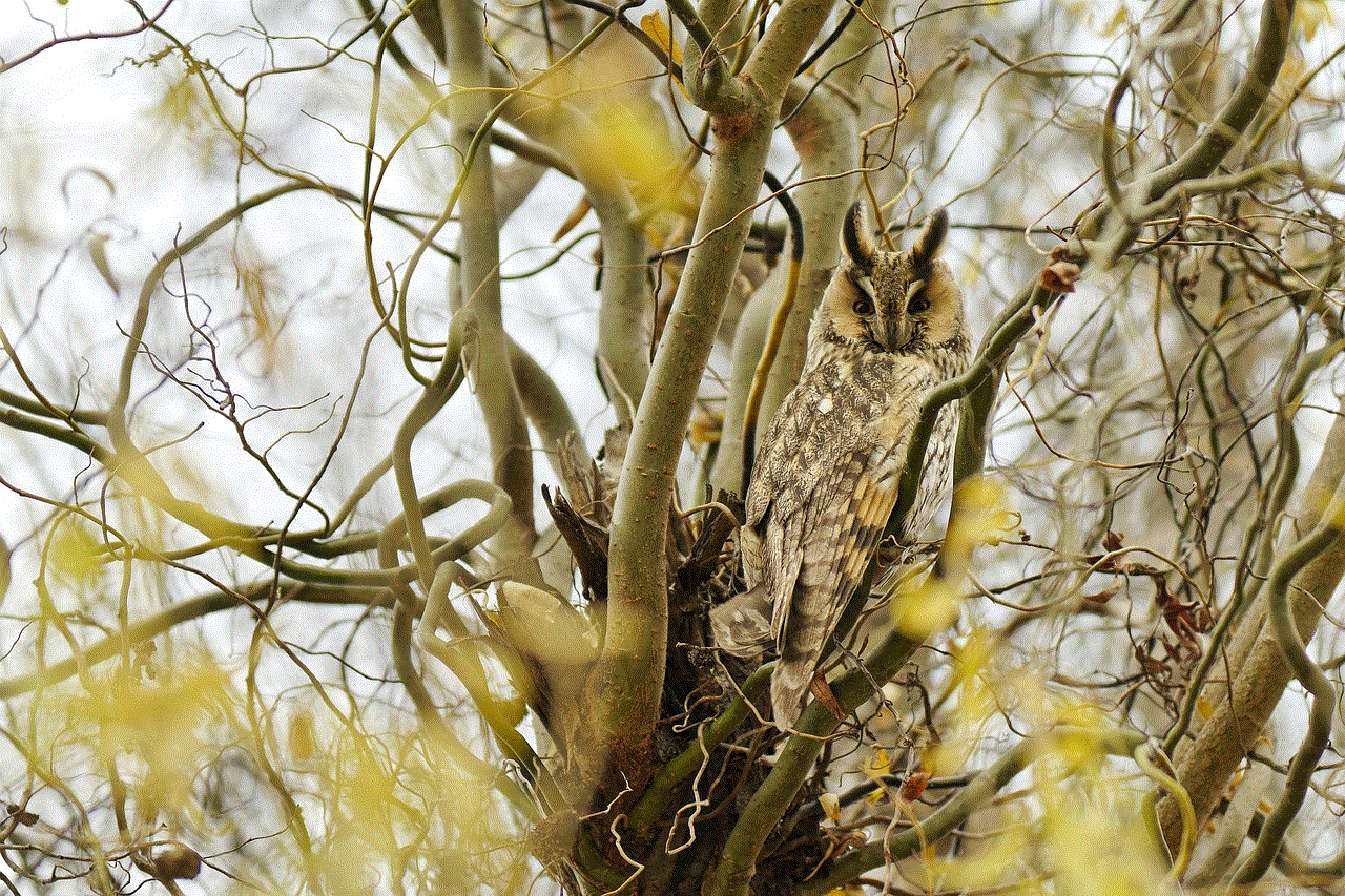 Long-Eared Owl Bird