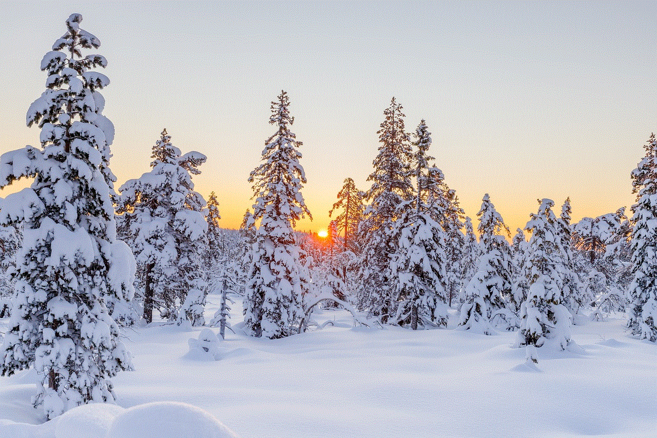 Winter Conifers