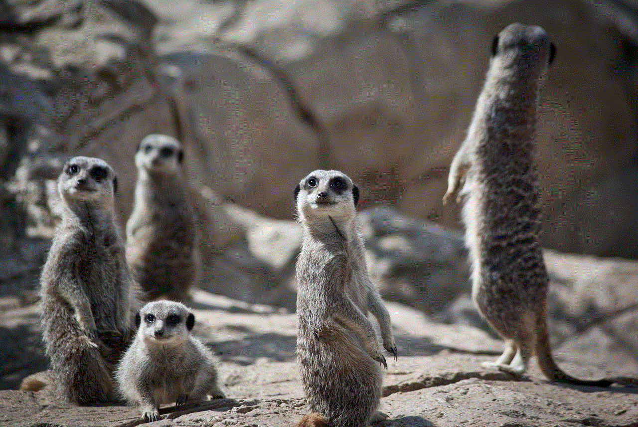 Meerkats Family