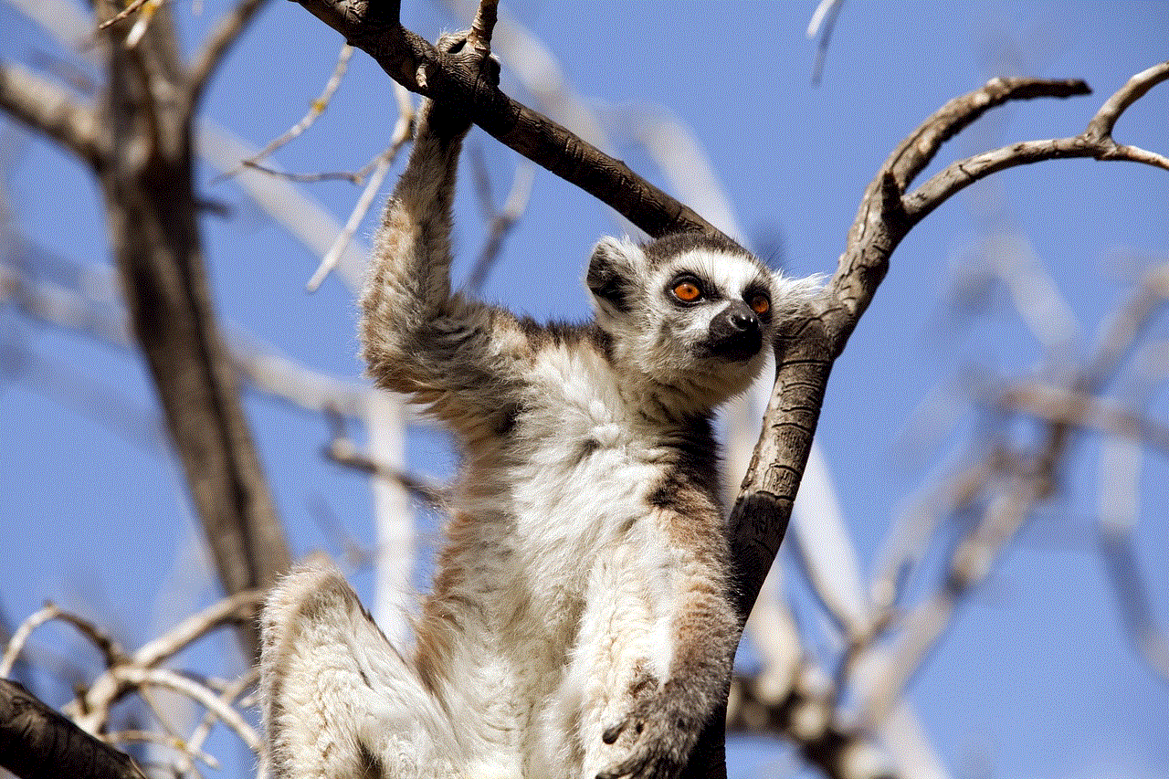 Lemur Mammal