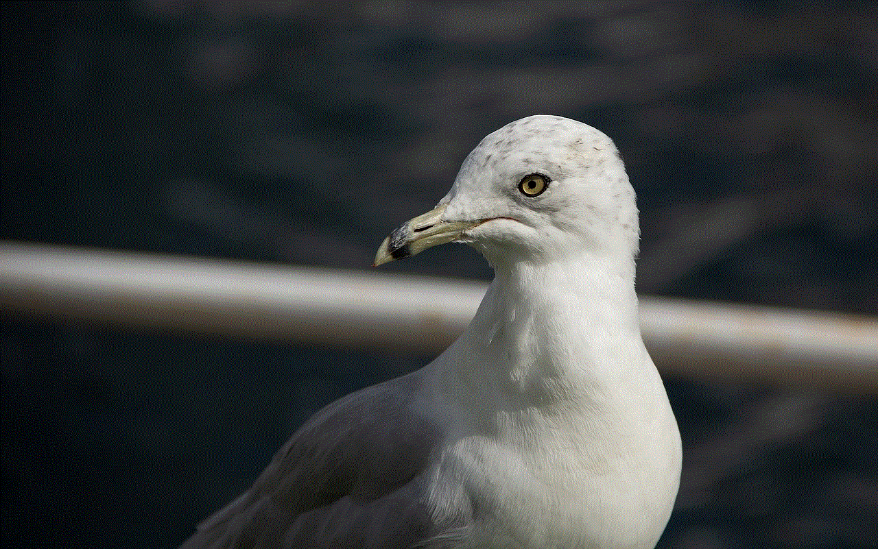 Seagull Bird