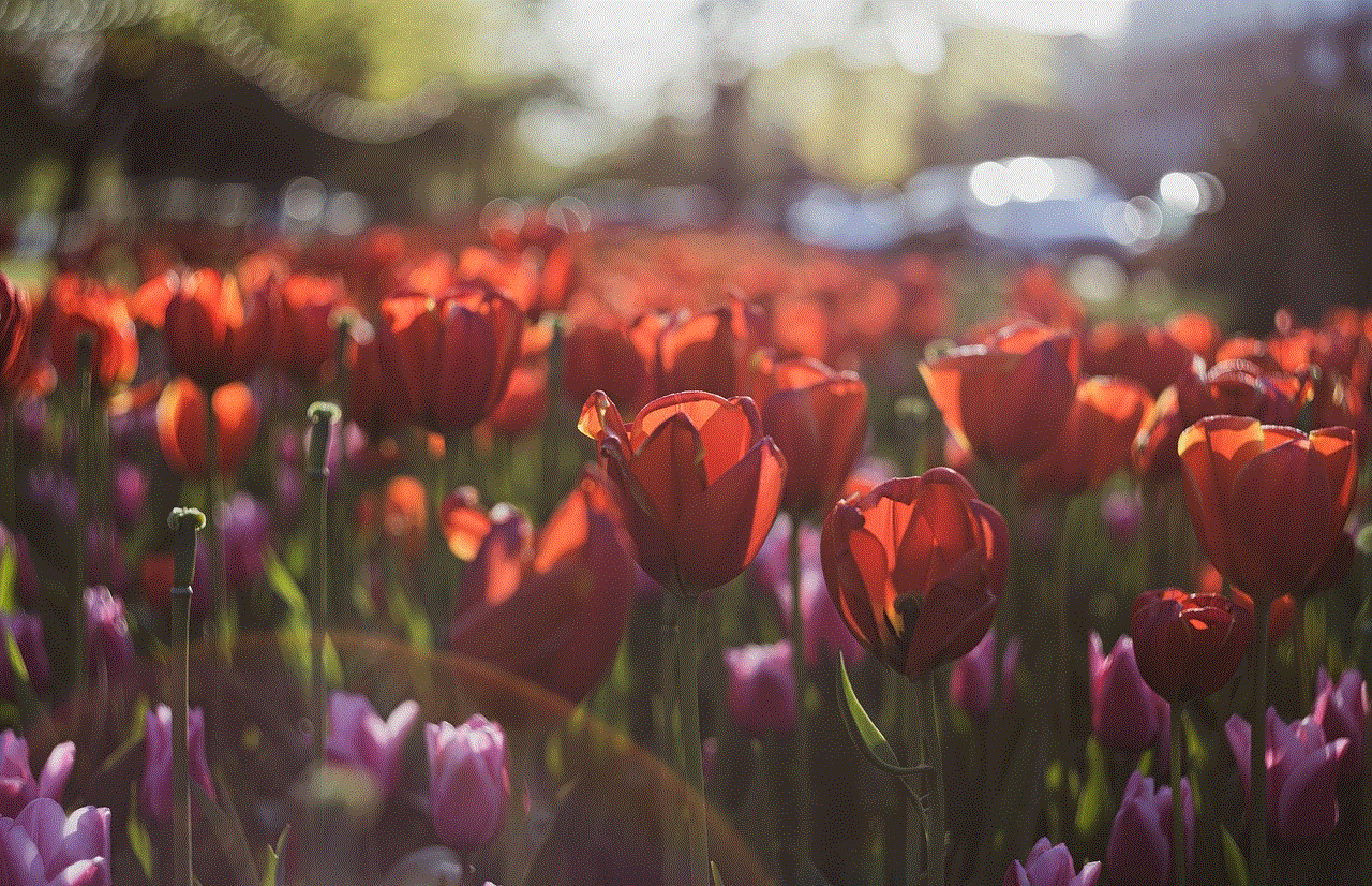 Tulips Flowers