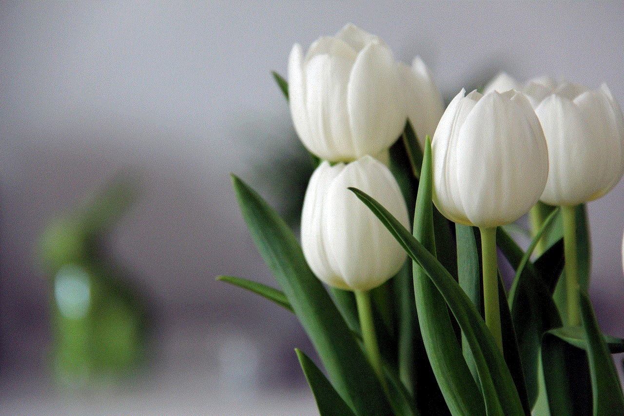 Tulips Flowers