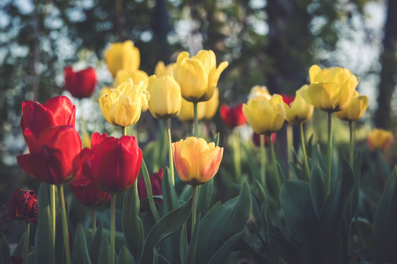 Tulips Flowers