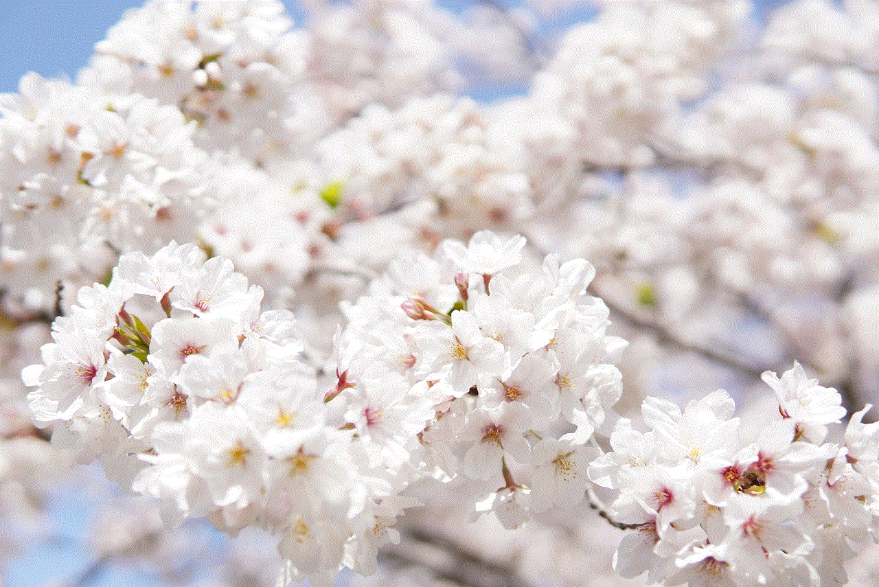 Japanese Cherry Blossoms White