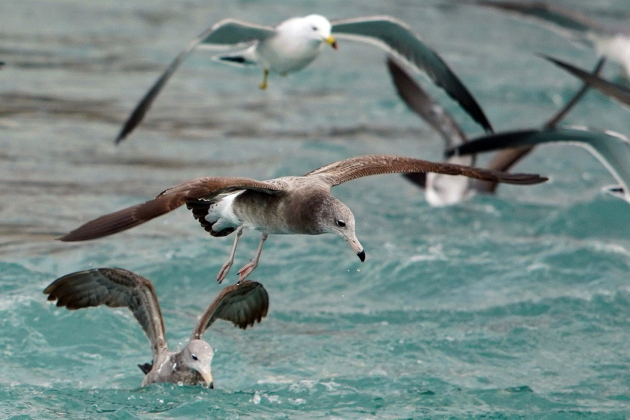 Seagulls Flight