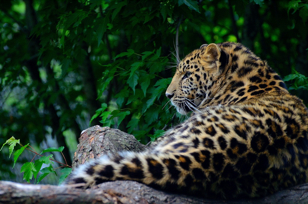 Leopard Animal