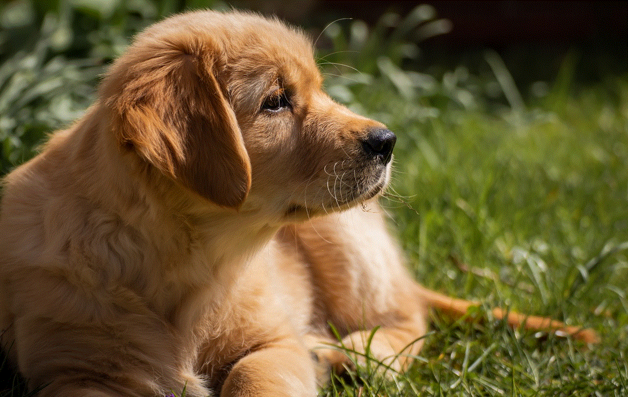 Dog Golden Retriever