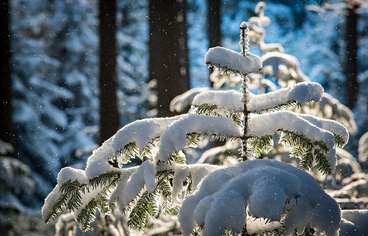 Snowfall Fir