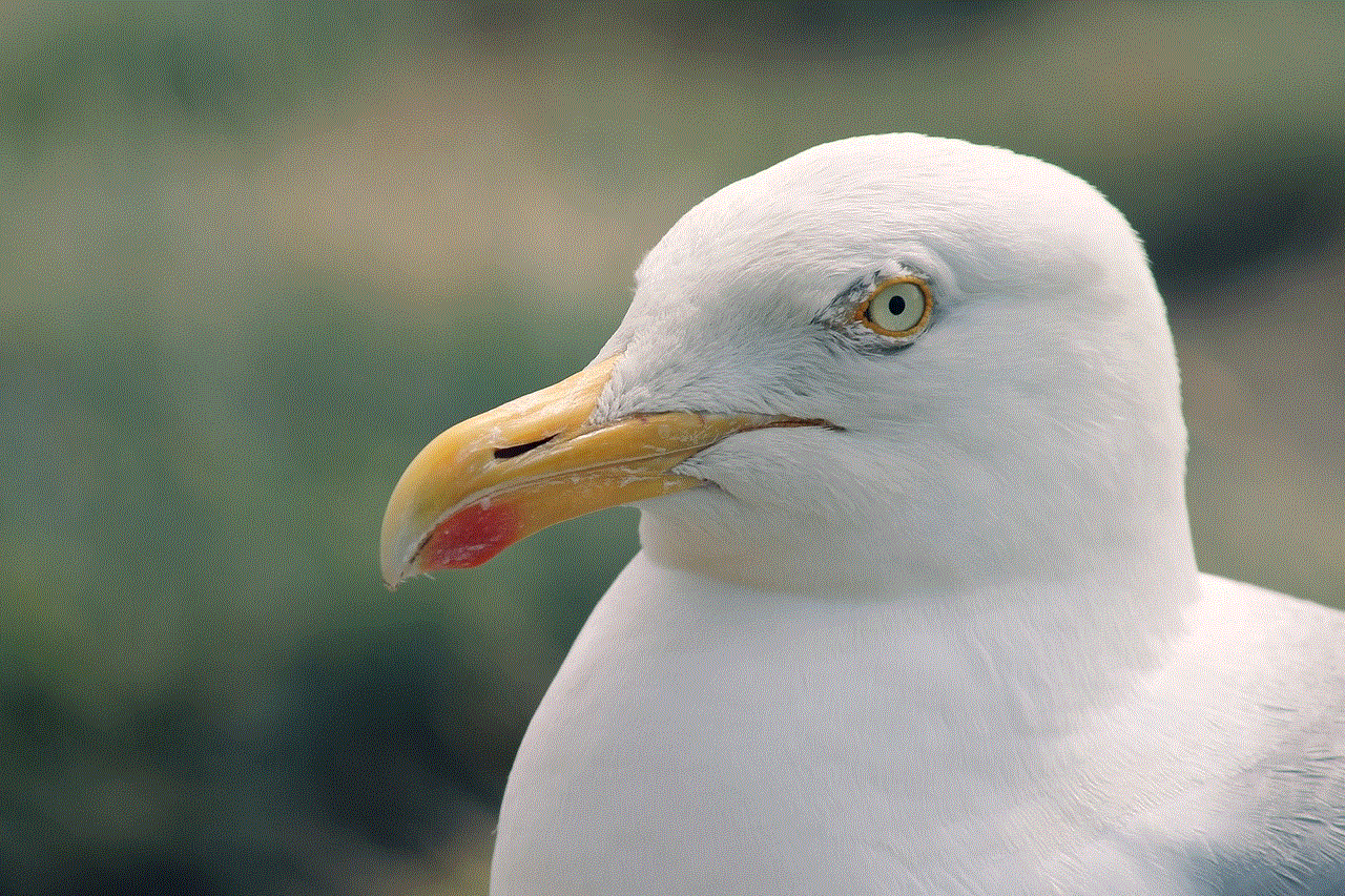 Seagull Seevogel