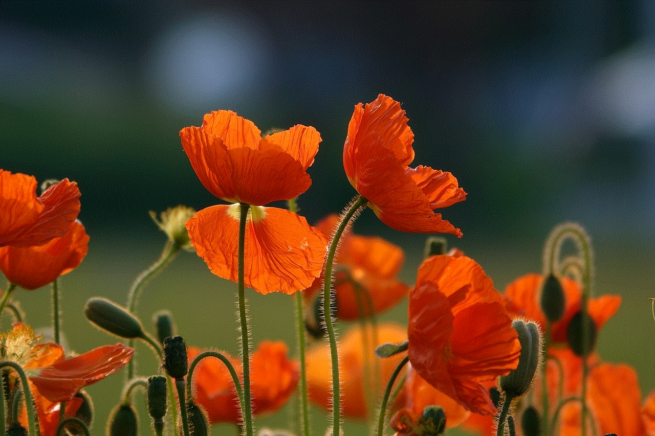 Orange Flowers Flowers