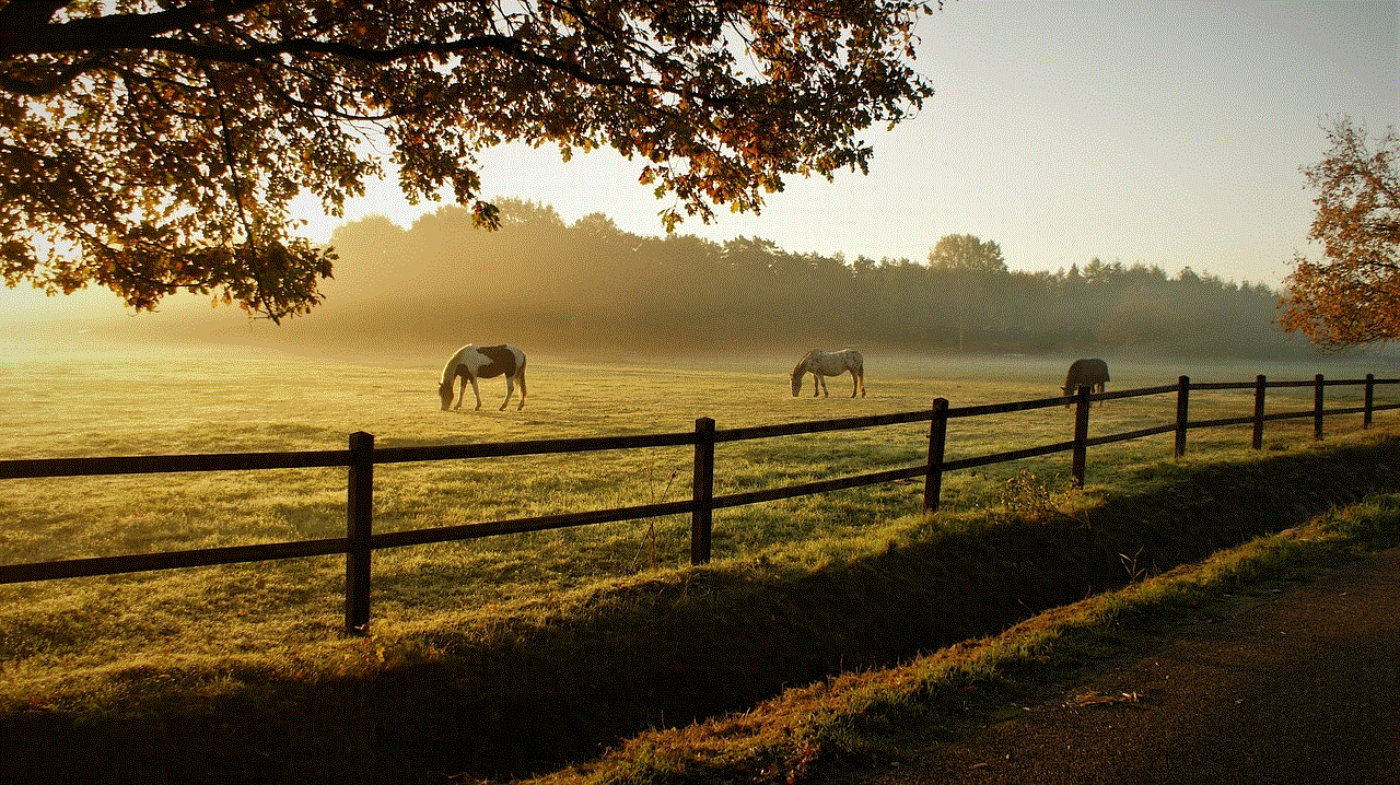 Horses Grazing