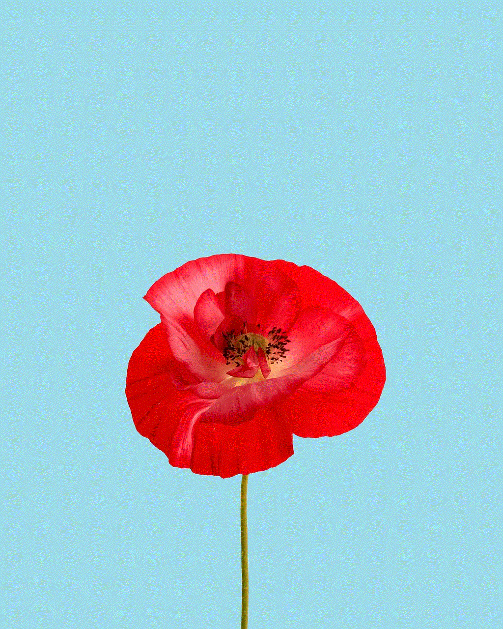 Red Poppy Poppy