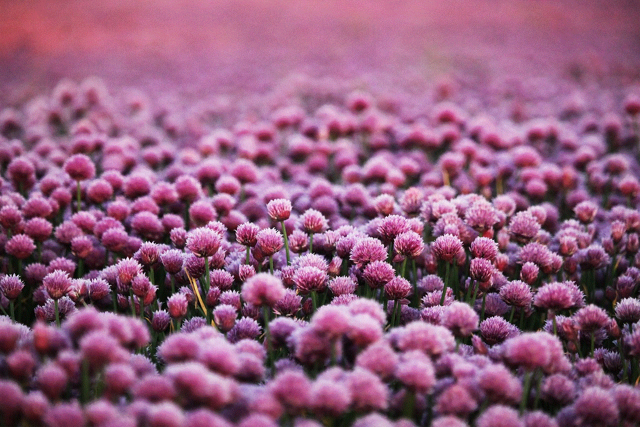 Purple Flowers