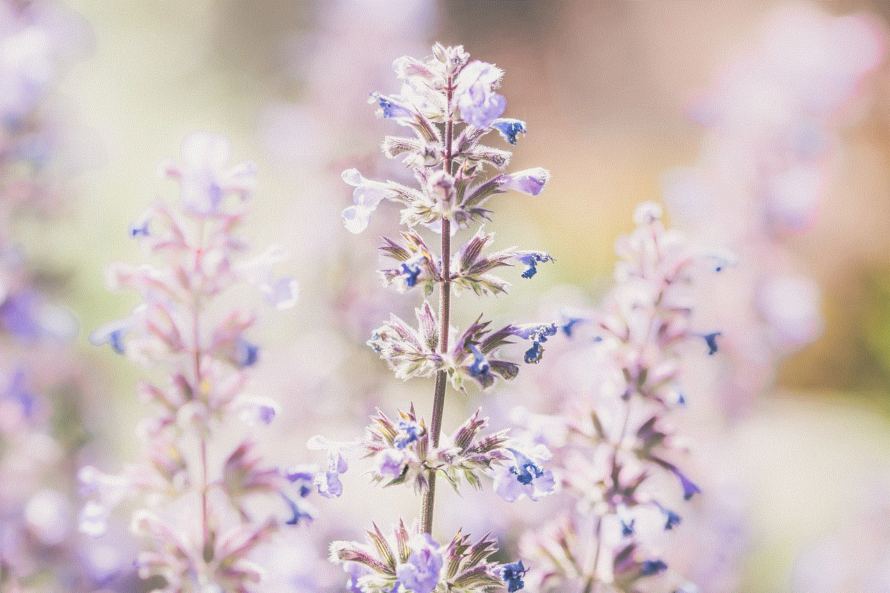 Lavender Flower Wallpaper