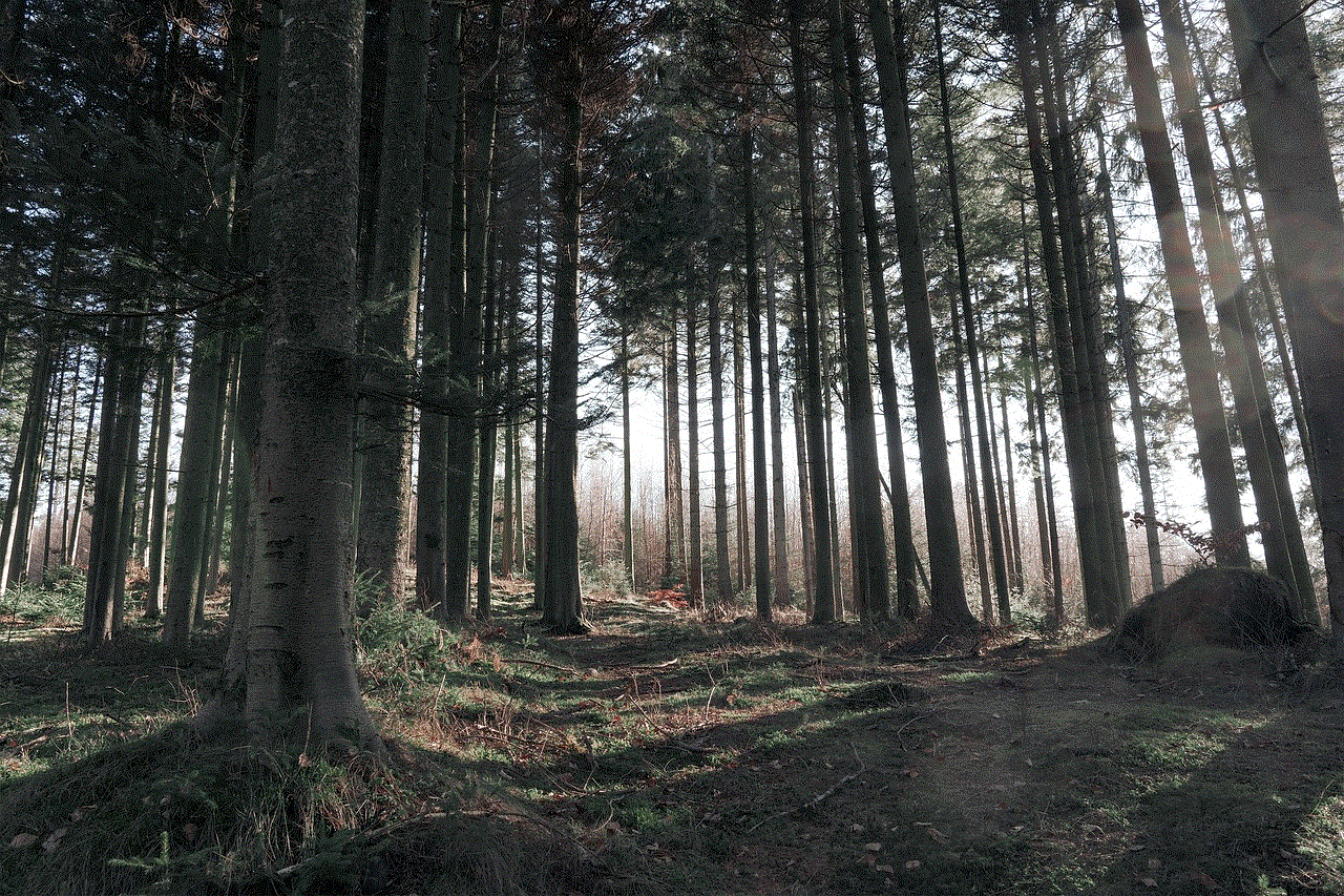 Forest Trees