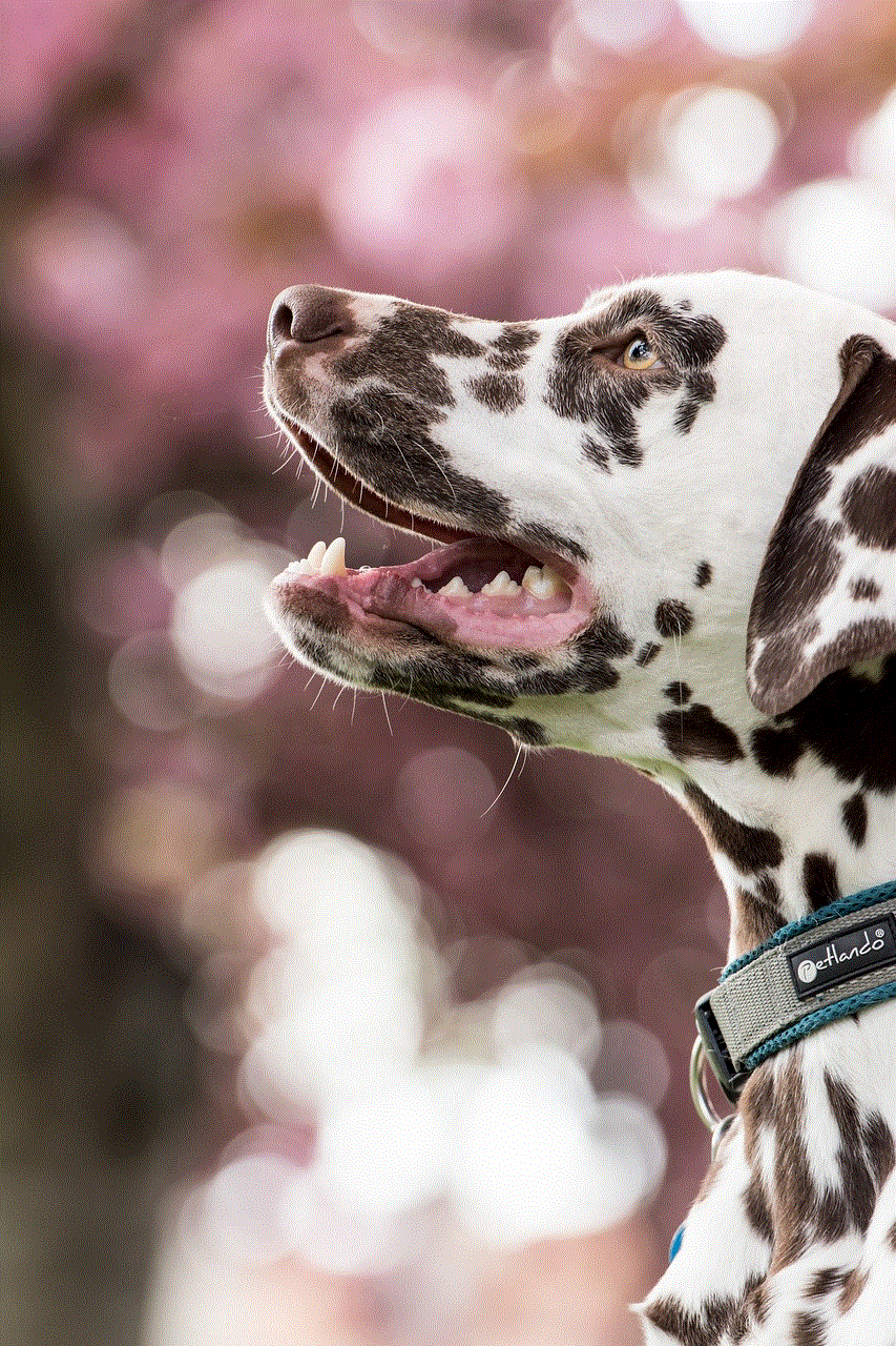 Dalmatian Dog