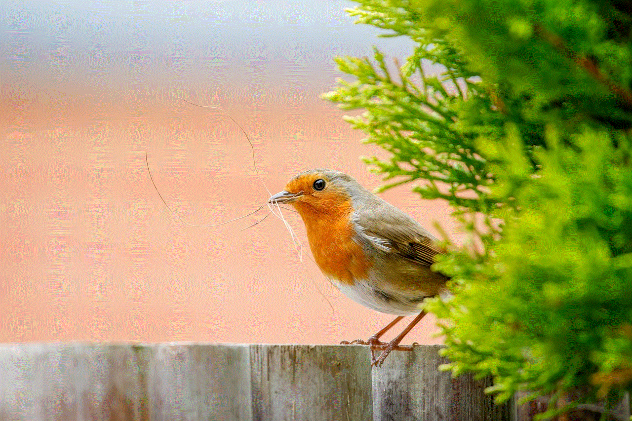 Robin Bird