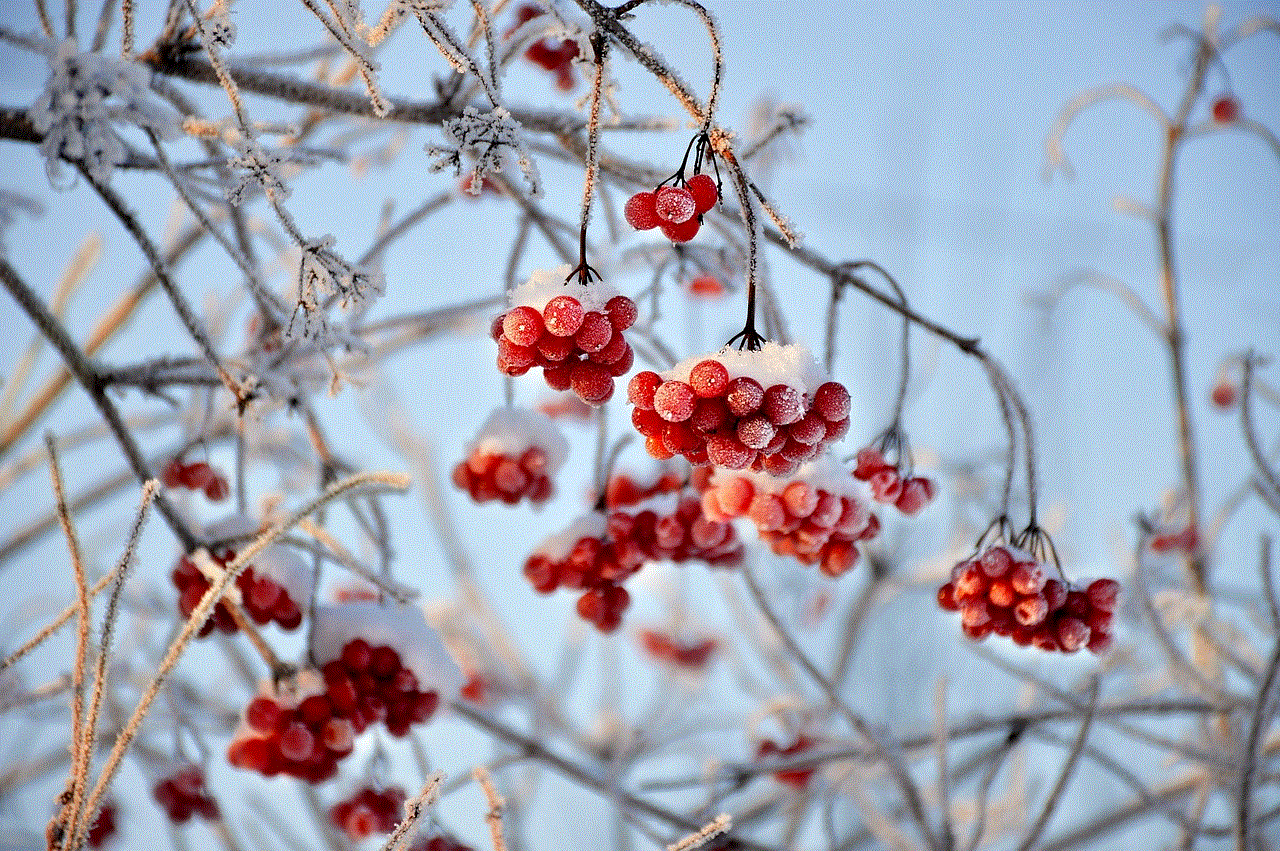 Viburnum Red Berries