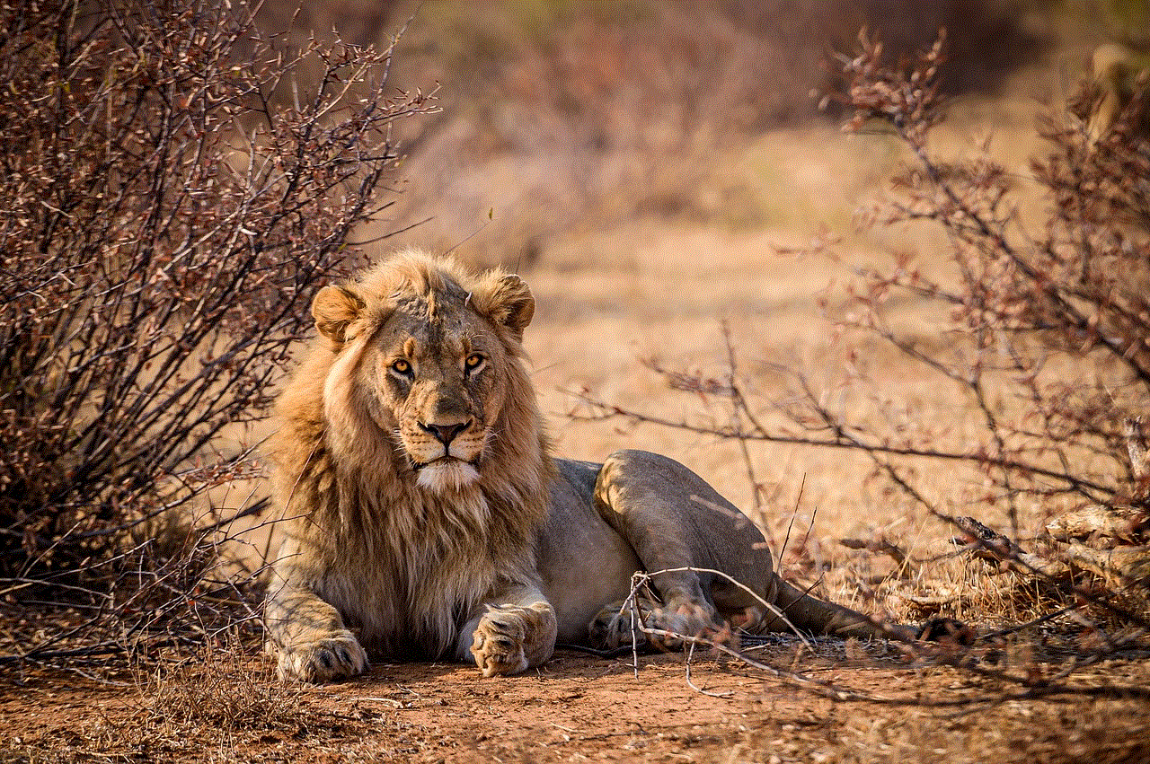 Lion Cat