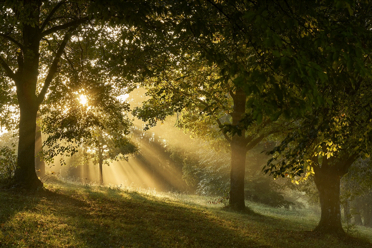 Forest Glade