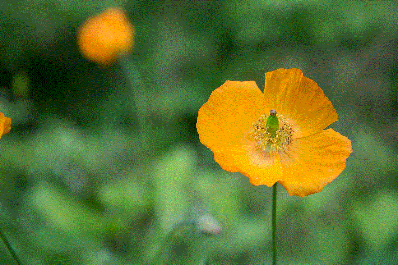 Yellow Poppy Flower