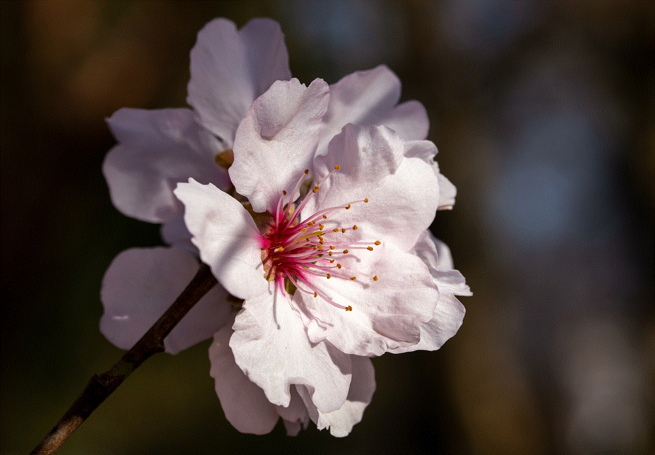 Cherry Blossom Hd Wallpaper