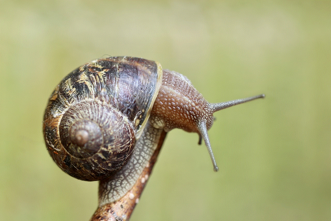 Snail Shell