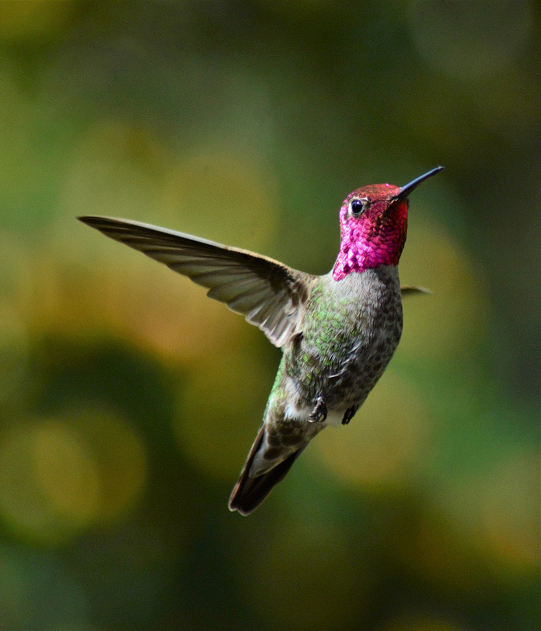 Hummingbird Bird Hummingbird Bird