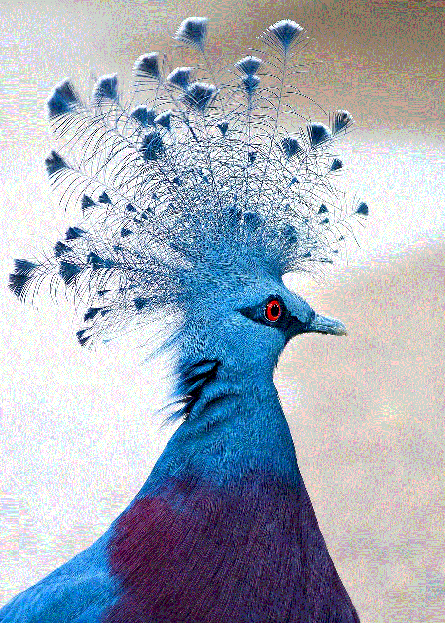 Victoria Crowned Pigeon Bird