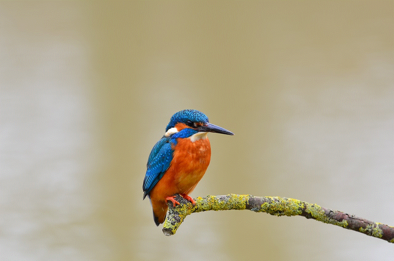 Kingfisher Bird