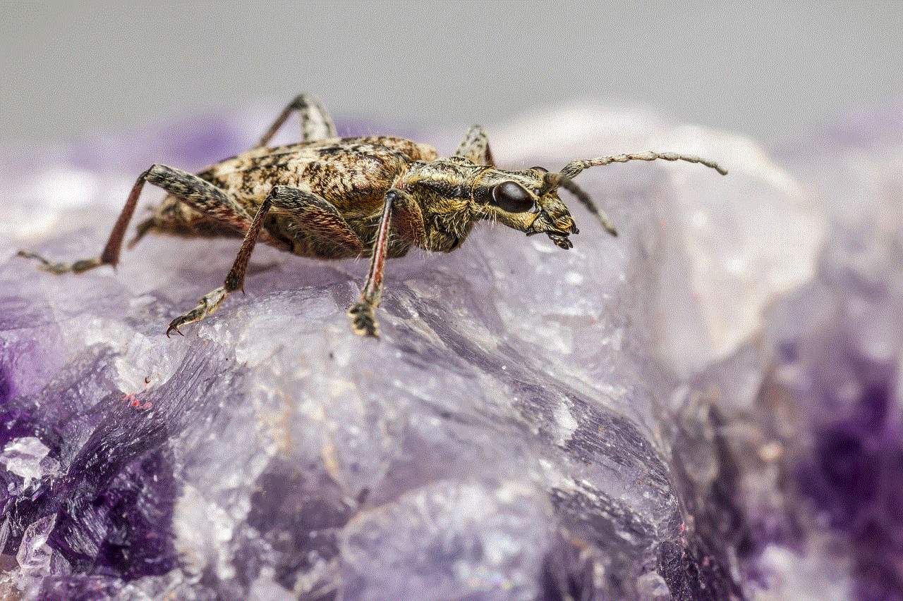 Black-Spotted Longhorn Beetle Beetle