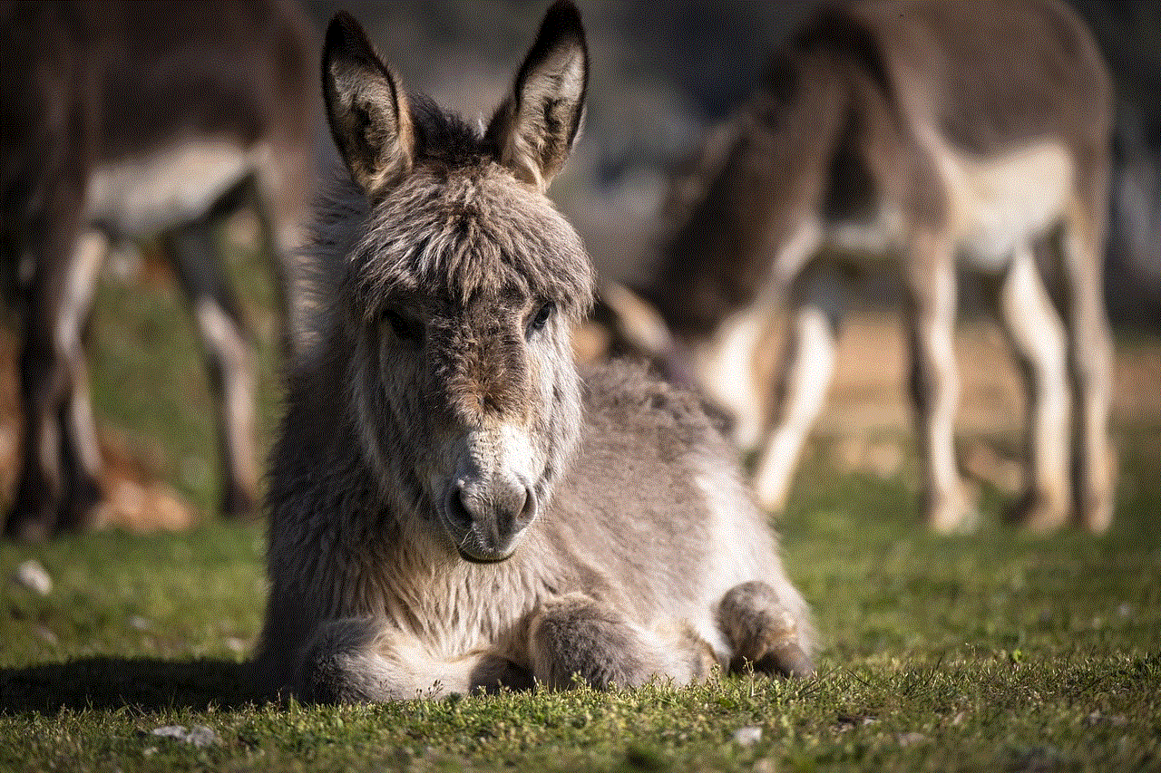 Donkey Foal