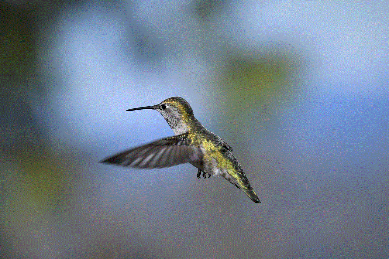 Hummingbird Bird