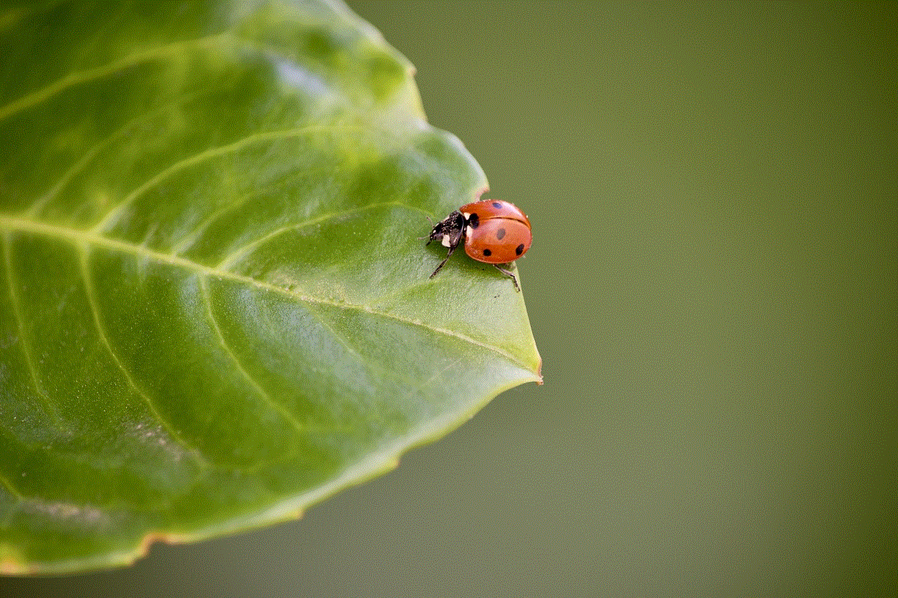 Ladybug Insect