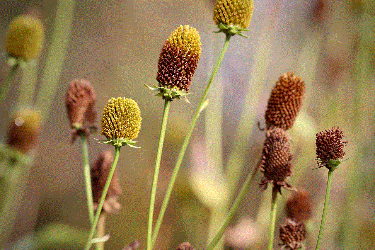 Coneflower Rudbeckia