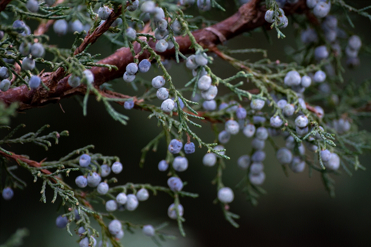 Juniper Berries