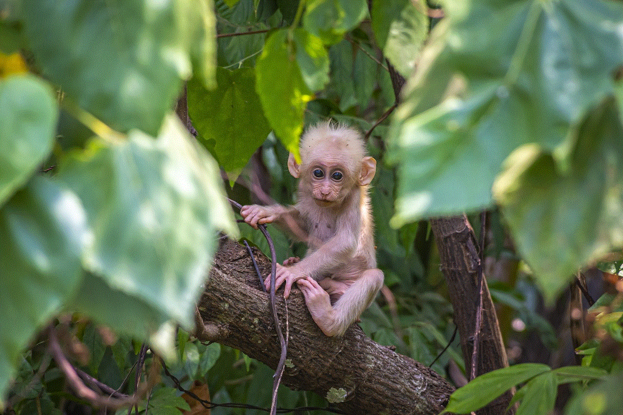 Baby Monkey Animal