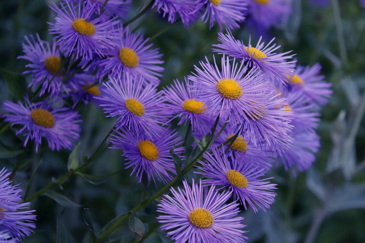 Herbstastern Asters