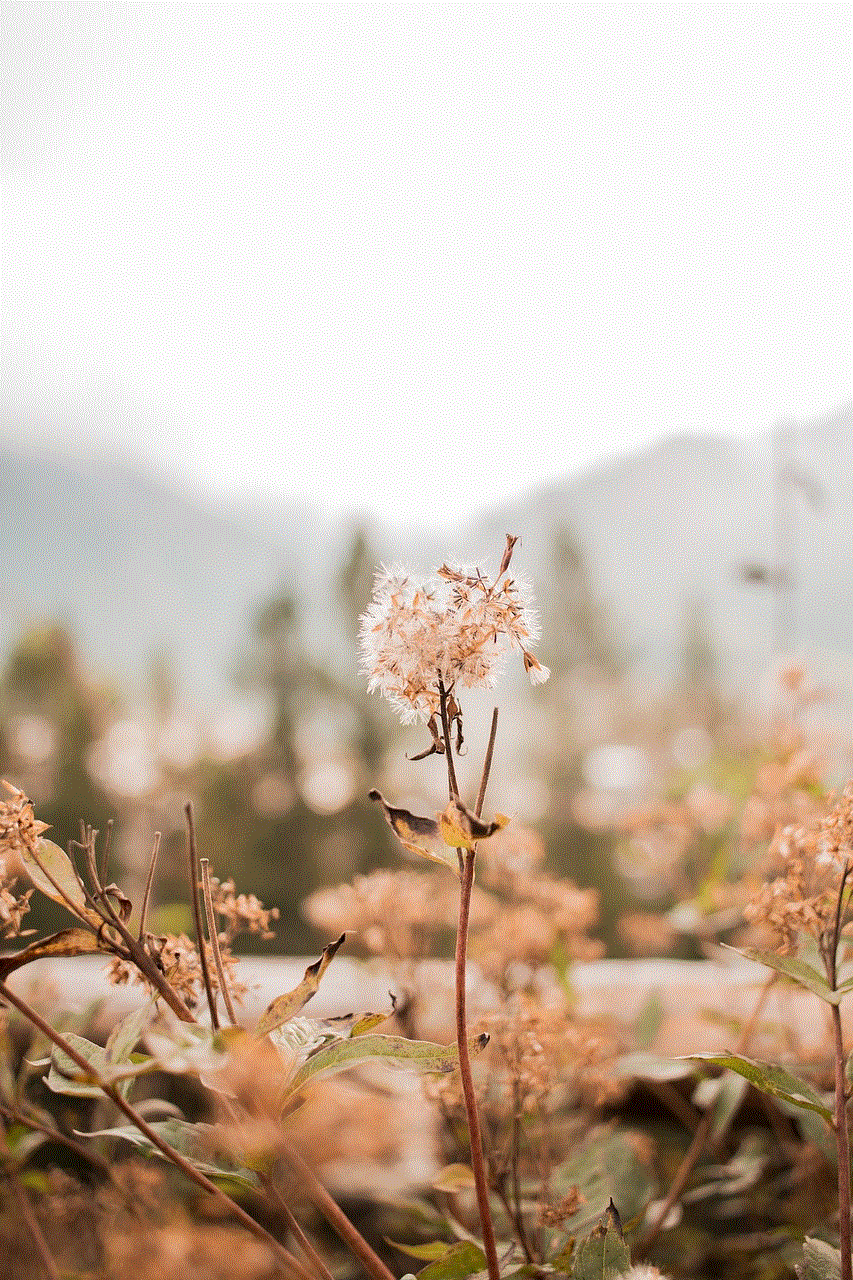 Autumn Flowers