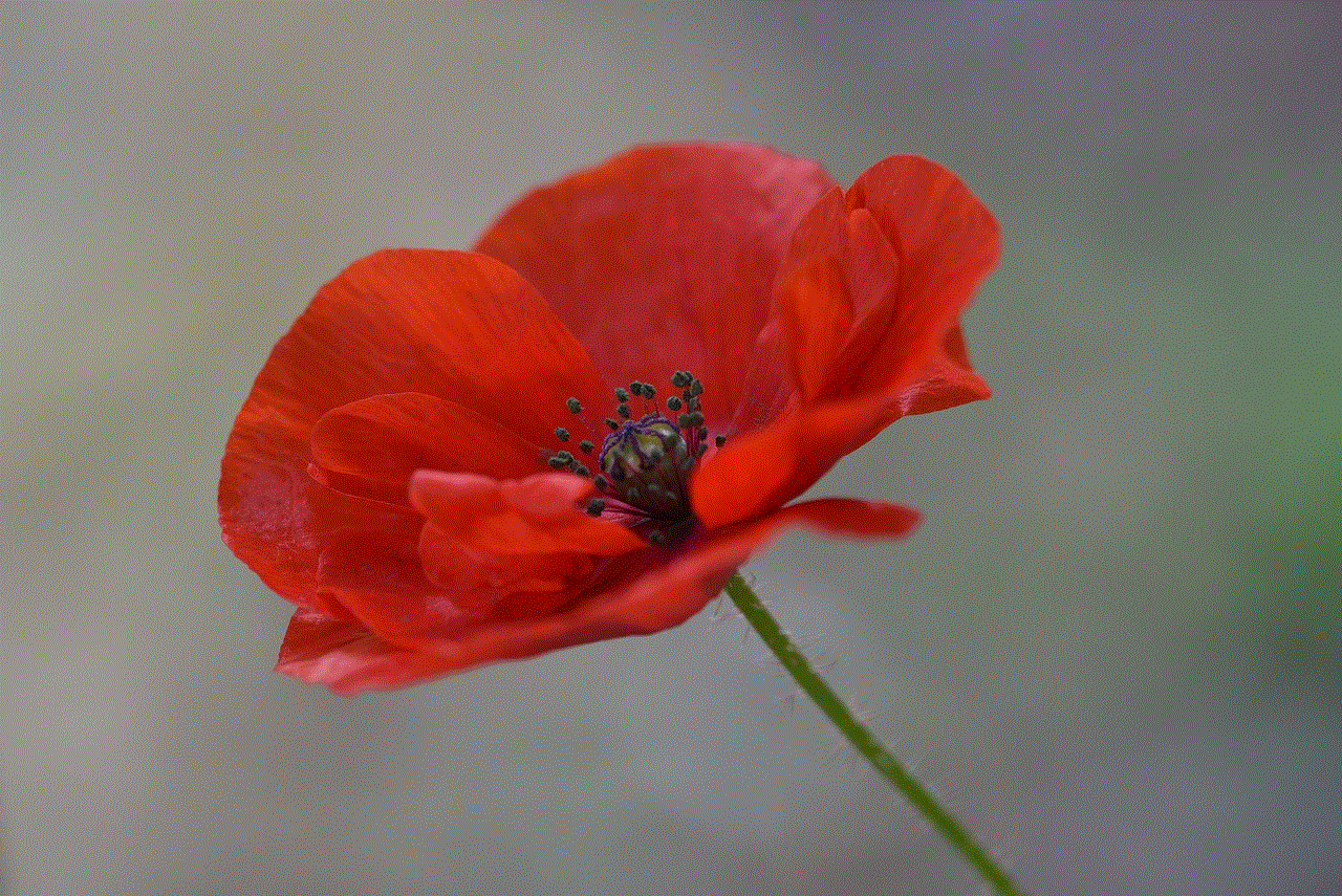 Poppy Flower